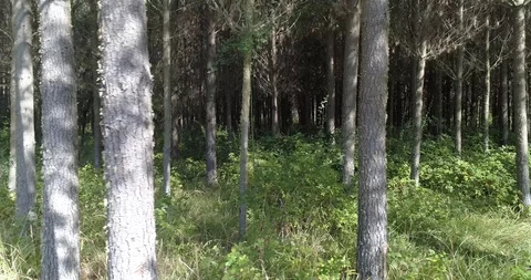 Passing by a forest Stock Footage 124858936