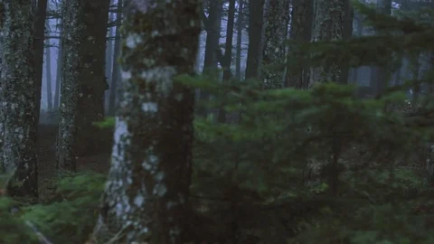 Passing by forest mountain pine trees surrounded in mist and fog at dawn Stock Footage 73309095