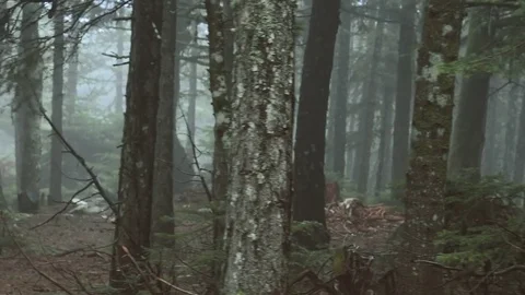 Passing by forest mountain pine trees surrounded in mist and fog at dawn Stock Footage