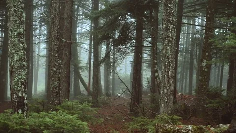 Passing by forest mountain pine trees surrounded in mist and fog at dawn Stock-Footage 73310379