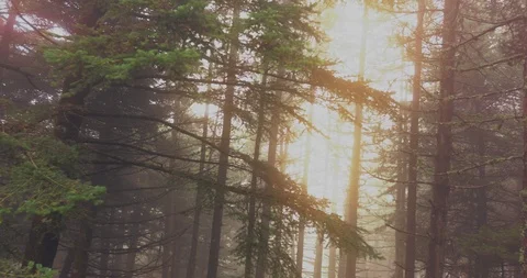 Passing By Forest Mountain Pine Trees Surrounded In Mist And Fog At Dawn Stock Footage 96679448