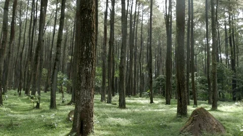 Passing by forest mountain pine trees Stock Footage 111635693