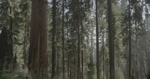 Passing Giant Sequoia Trees Stock Footage 168952163