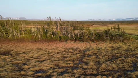 Passing Glance at Tree Cluster, Newfoundland Stock-Footage 253423387