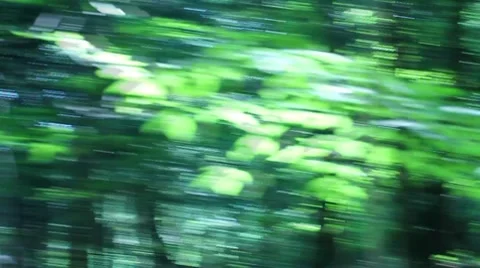 Passing green forest Stock Footage 8607302