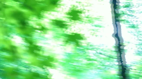 Passing green forest Stock Footage 8607317