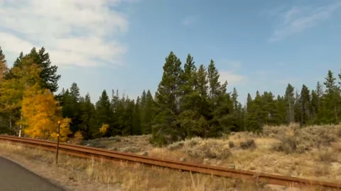 Passing green pine trees mixed with golden aspen-Drive Plate Stock Footage 142548113