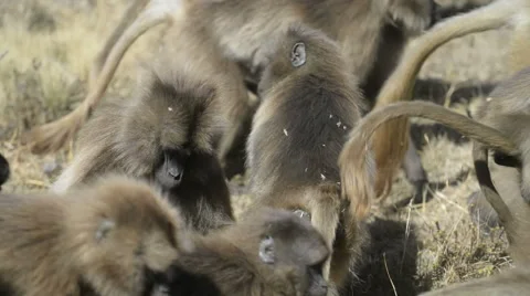 Passing a group of the Gelada baboons (Theropithecus gelada), Simien Mountains N Video stock 63911928