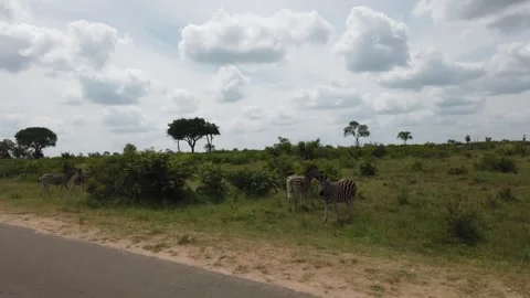Passing By Herd of Zebras Stock Footage 150411411