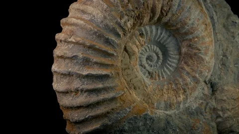 Passing Huge Jurassic Sea Shell Stock Footage 90961592