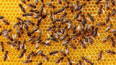 Passing information by bees. With their special movements. Stock Footage 122996031