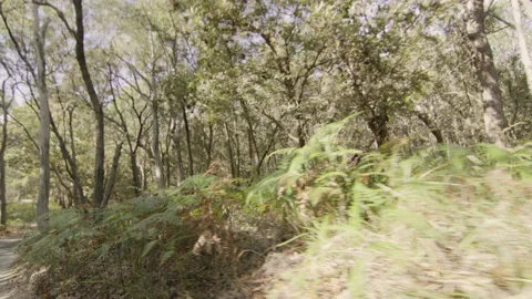 Passing of lush green trees in forested area down a trail in Australia, bright n Stock Footage 199461447