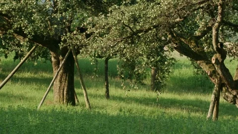 Passing by mature apple trees on a meadow orchard in summer Stock Footage 335369117