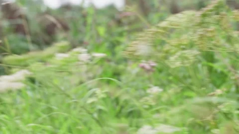 Passing by nature Stock Footage 289087723