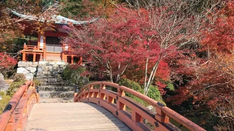 Passing over a bridge at Daigo Ji Temple covered in Red autumn leaves. Kyoto, Ja Stock Footage 122080828