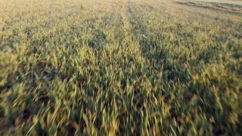 Passing over crops in a field in Suffolk, UK Video stock 149498151