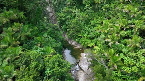 Passing over a natural pool at the bottom of cascades, El Yunque, Puerto Rico. Video stock 274215458