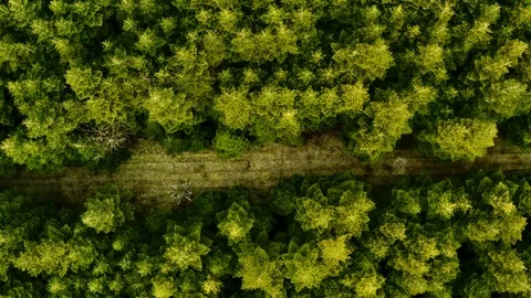 Passing over the woods 스톡 동영상 107337091