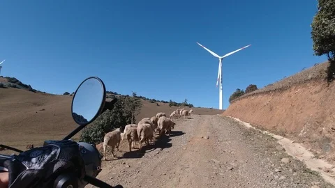 Passing by a Panic-stricken Herd of Sheep and Cattle near a Wind Turbine. Stock Footage