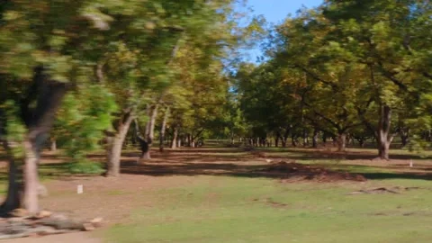 Passing by a Pecan Tree Orchard in the south Stock Footage 143485352