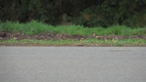 Passing people walking a small dog in the park Stock Footage 88733162