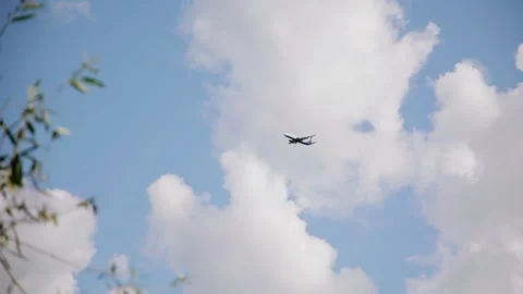 A passing plane is visible in the sky from behind the branches of a tree Stock Footage 328514180