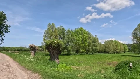 Passing a pollard willow in daylight Stock Footage 242860225