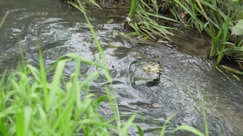 Passing by a river 스톡 동영상 289087662