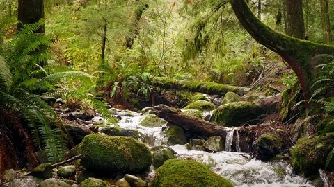 Passing River In Summer Forest. With Sound Stock Footage
