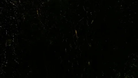 Passing shadows on a garden plant Stock Footage 111429200