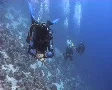 Passing shot of scuba divers SD Footage