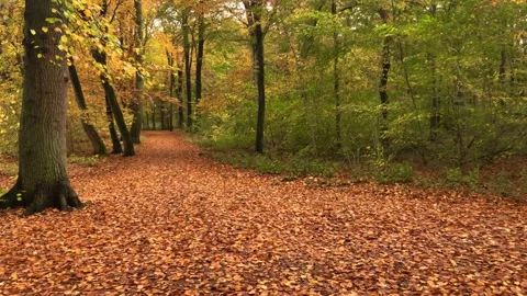 Passing slowly through the fallen autumn leaves Stock Footage 142094340