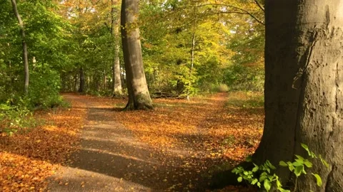 Passing slowly through the fallen autumn leaves Stock Footage 142094423