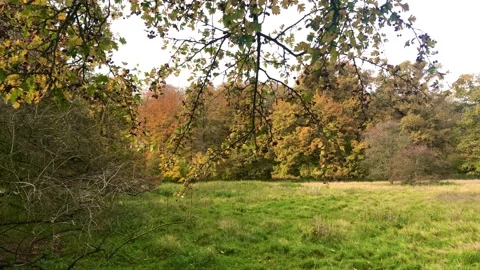 Passing slowly through the fallen autumn leaves Stock Footage 142094426