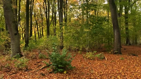Passing slowly through the fallen autumn leaves Stock Footage 142094436