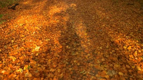 Passing slowly through the fallen autumn leaves Stock Footage 142094438
