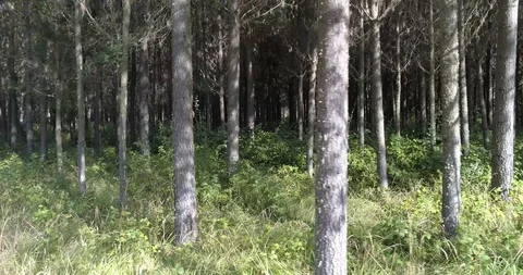 Passing by a small forest Stock Footage 124858943