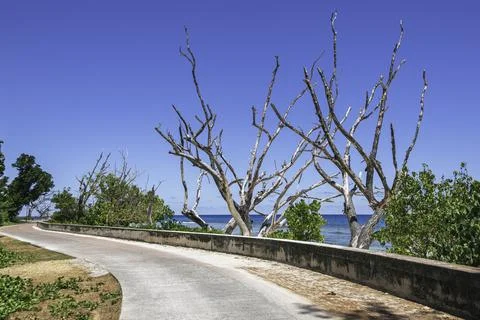 Passing Some Dead Trees On The Winding Bicycle Lane Stock Photos