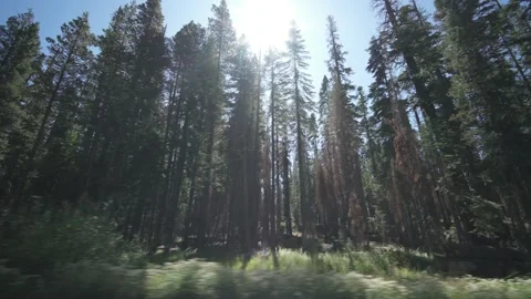 Passing Tall Trees with Sun Light Coming Through Leaves Stock Footage 142315928