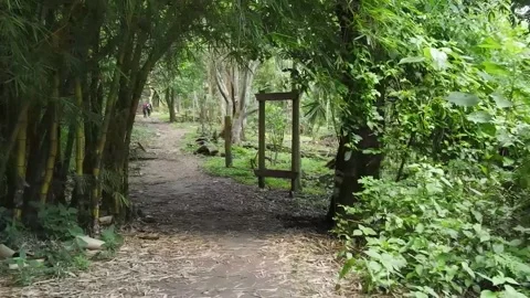 Passing Through a bamboo arch Stock Footage 162571219
