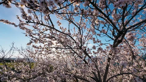 Passing Through The Branches Of An Almond Tree Stock Footage 264312597