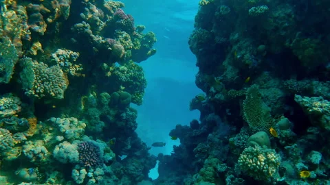 Passing through break in outer reef into back reef lagoon Stock Footage 301244677