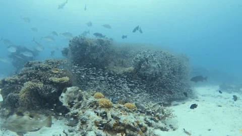 Passing through a coral reef Stock Footage 82735065