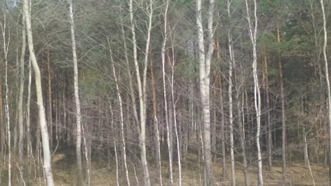 Passing through a dense forest by train in 4K slow motion 60fps Vidéo 282540449