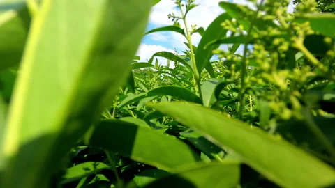 Passing through dense greenery on a warm day. Video stock 154985298