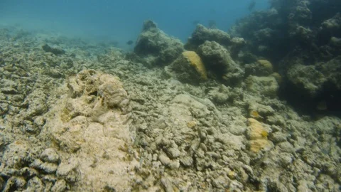 Passing through destroyed reefs Stock Footage 82650016