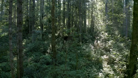 Passing Through Evergreen Forest on Clear, Sunny Morning Stock Footage 149403566