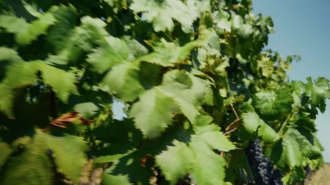 Passing Through The Grapevine Field Видео 283378863