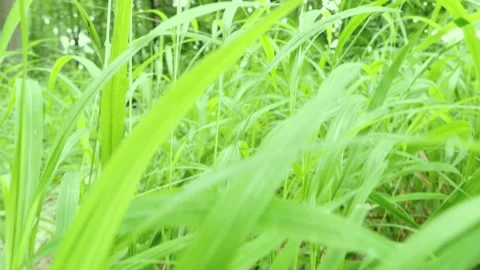 Passing through the grass Video stock 134641599
