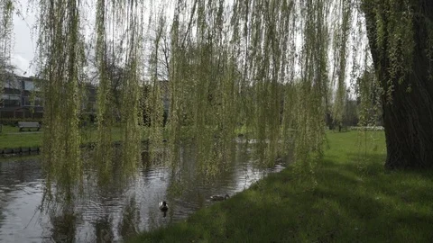 Passing Through Hanging Tree Leaves with Ducks in the Background Video stock 91025506